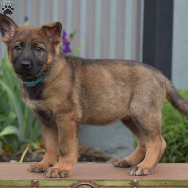 Kandy, German Shepherd Puppy